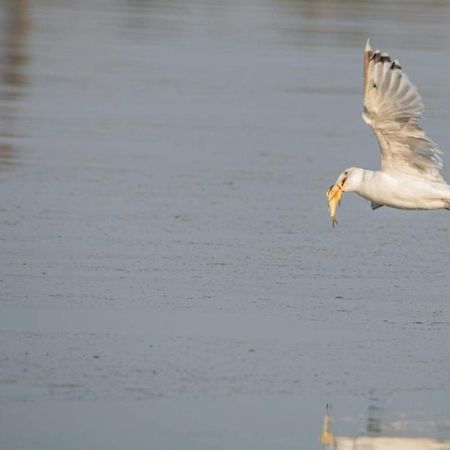 Nad Odra Διαμέρισμα Widuchowa Εξωτερικό φωτογραφία